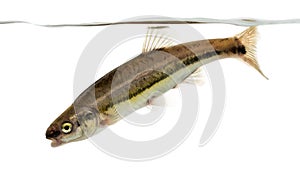 Eurasian minnow swimming down, under water line,