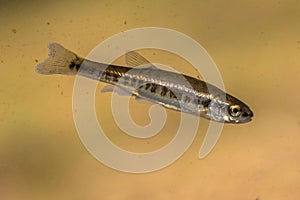 Eurasian minnow swimming in water of river