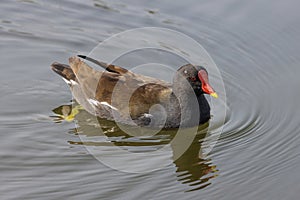 Eurasian Moorhen bird