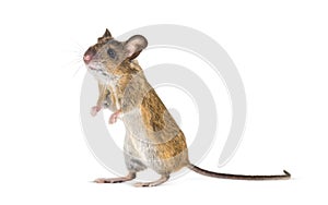 Eurasian mouse, Apodemus species