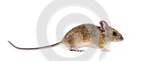 Eurasian mouse, Apodemus species, in front of white background