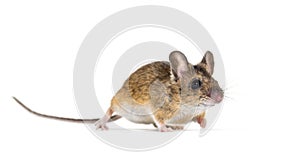 Eurasian mouse, Apodemus species, in front of white background