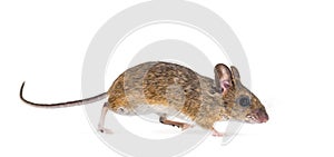 Eurasian mouse, Apodemus species, in front of white background