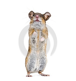 Eurasian mouse, Apodemus species, rearing up in front of white