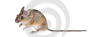 Eurasian mouse, Apodemus species, sitting in front of white