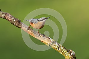 Eurasian nuthatch