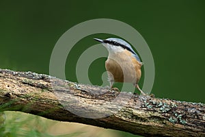 Eurasian nuthatch