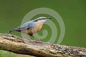 Eurasian nuthatch