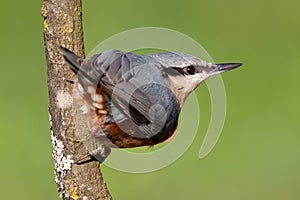 Eurasian Nuthatch