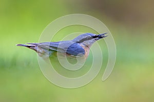 Eurasian Nuthatch