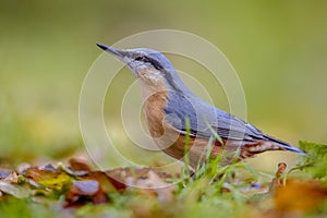Eurasian Nuthatch in autumn colors
