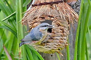 Eurasian Nuthatch
