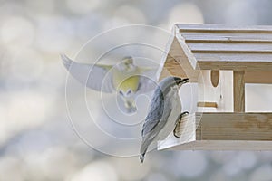 Eurasian nuthatch in the bird feeder