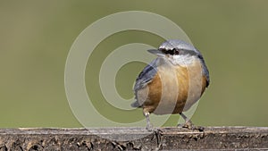 Eurasian Nuthatch on Bird Feeder