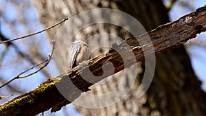 Eurasian nuthatch bird preening feathers