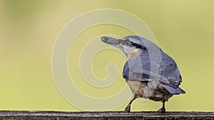 Eurasian Nuthatch Eating Sunflower Seed