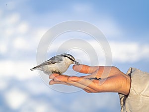 The Eurasian nuthatch eats seeds from a palm. Hungry bird wood nuthatch eating seeds from a hand during winter or autumn