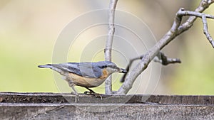 Eurasian Nuthatch on Feeder Eating Sunflower Seeds