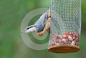 Eurasian nuthatch on a feeder with peanuts