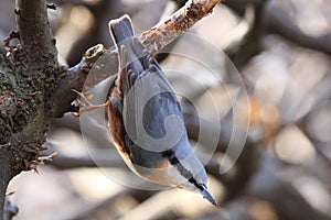 Eurasian nuthatch head down at a tree branch