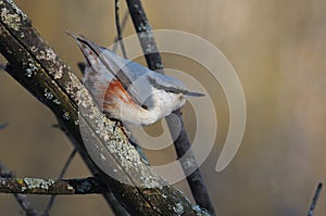 Eurasian nuthatch jumps on a branch with his head down and his tail lifted.