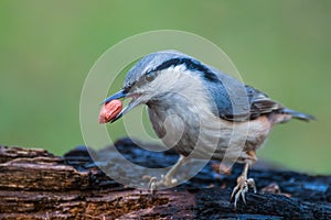 Eurasian nuthatch with a peanut in beak closeup