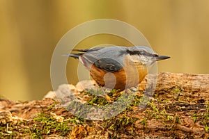 Eurasian nuthatch perched atop a tree trunk with a blurred background