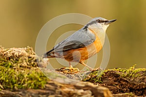 Eurasian nuthatch perched atop a tree trunk with a blurred background