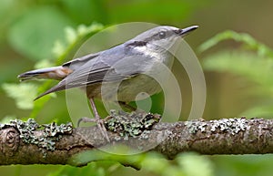 Eurasian nuthatch perched on an horizontal old lichen branch