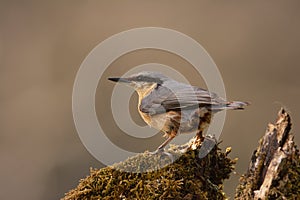 Eurasian nuthatch perching on a tree