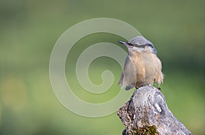 Eurasian nuthatch perching on a wooden perch