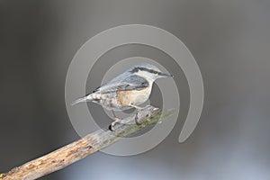 Eurasian nuthatch sits on a diagonale branch photo