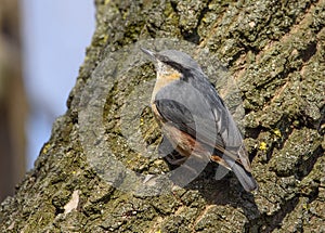 Eurasian nuthatch /Sitta europaea/