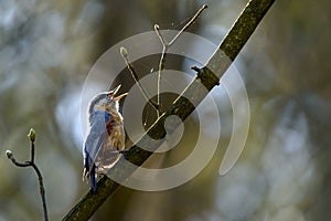 Eurasian nuthatch /Sitta europaea/