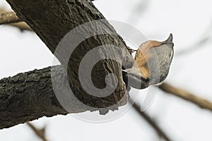 Eurasian nuthatch /Sitta europaea/