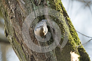 Eurasian nuthatch /Sitta europaea/