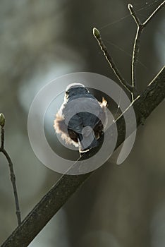 Eurasian nuthatch /Sitta europaea/