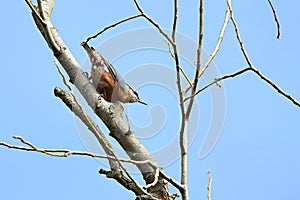 Eurasian nuthatch /Sitta europaea/