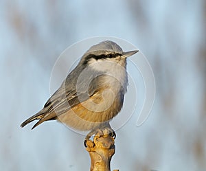 Eurasian Nuthatch, Sitta europaea photo