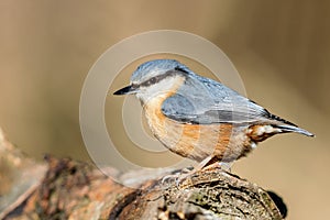 Eurasian nuthatch Sitta europaea