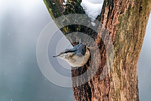 Eurasian nuthatch (Sitta europaea)