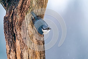 Eurasian nuthatch (Sitta europaea)