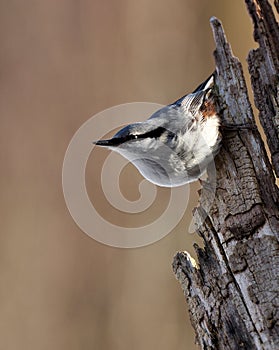 Eurasian Nuthatch. Sitta europaea