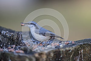 Eurasian Nuthatch (Sitta europaea)