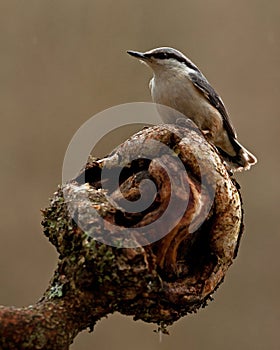 The Eurasian nuthatch Sitta europaea