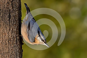 Eurasian Nuthatch - Sitta europaea