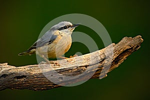 Eurasian Nuthatch, Sitta europaea, beautiful yellow and blue-grey songbird sitting on the branch, bird in the nature forest