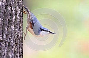 Eurasian nuthatch, Sitta europaea. A bird sits on a tree trunk in a characteristic pose