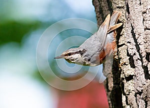Eurasian nuthatch, Sitta europaea. A bird sitting on a tree bark