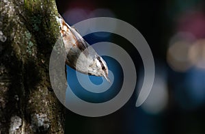 Eurasian nuthatch, Sitta europaea. A bird sitting on a tree bark against a beautiful background